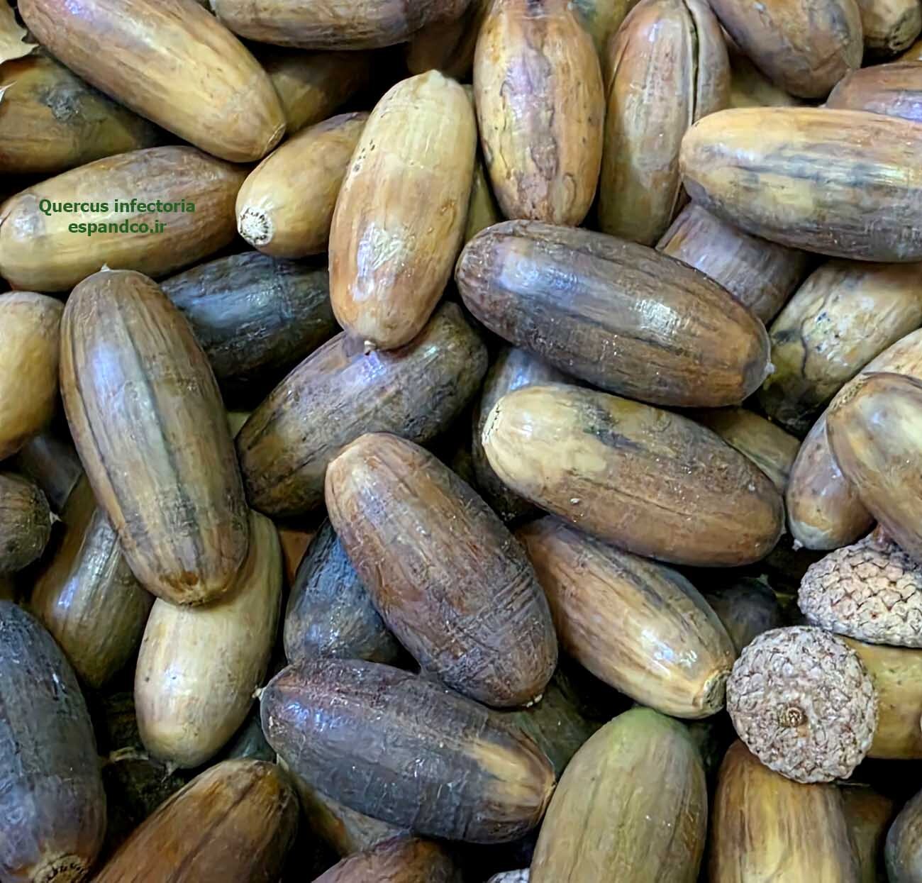 دارمازو